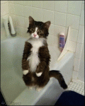 PTSD-cat-war-flashbacks