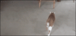Dog-knocks-over-fat-cat