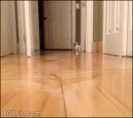 Munchkin-cat