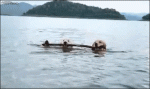Dogs-share-carrying-stick