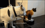 Roombacat