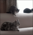 Cat-pounce-long-live-the-king