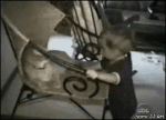 Cat-attacks-baby
