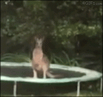 Kangaroo-trampoline-jump-fail